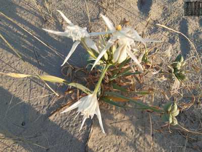 Dalle dune di sabbia fanno capolino alcuni gigli di mare, piante bulbose spontanee dai fiori bianchi